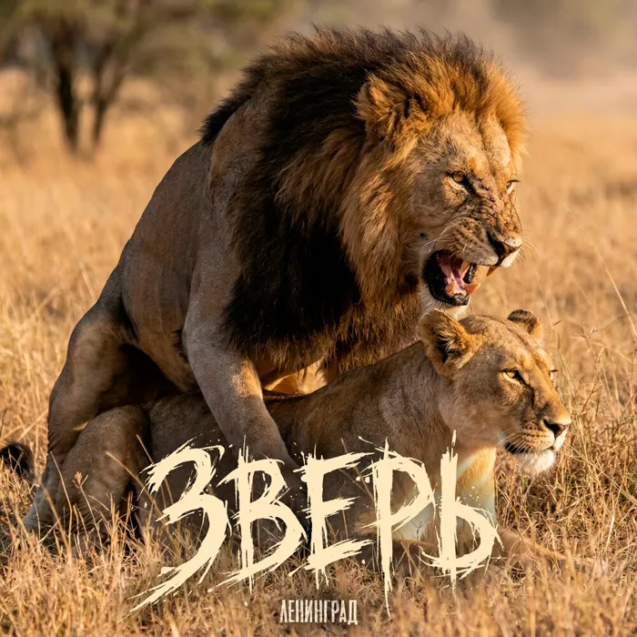 Зверь