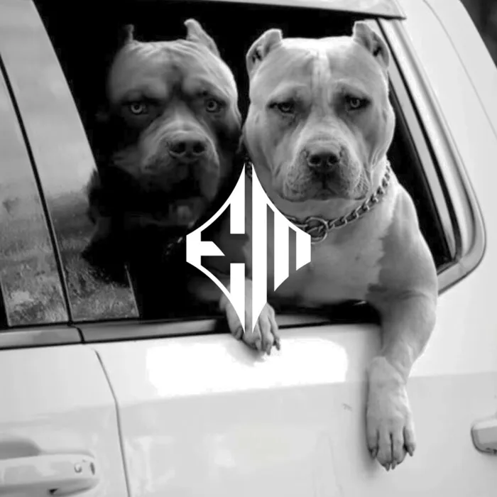 BIG DOGS