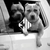 BIG DOGS