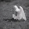 Crying Angels