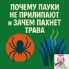 S2E13: Почему пауки не прилипают и и зачем пахнет трава S2E13: Почему пауки не прилипают и и зачем пахнет трава