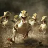 Утки vs люди: гонка вооружений длиной в эволюцию Утки vs люди: гонка вооружений длиной в эволюцию