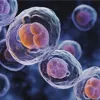 Предел Хейлфлика для бизнеса Предел Хейлфлика для бизнеса