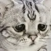 Сожаление, которое управляет нашим поведением Сожаление, которое управляет нашим поведением